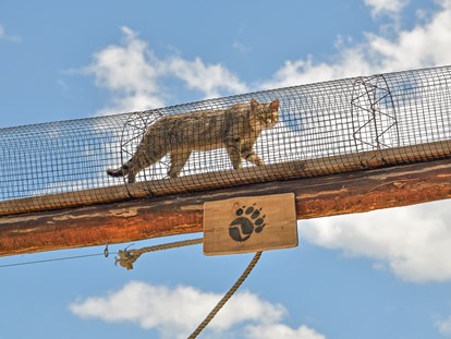 Ausflug mit Kindern - Ausflugsziel ist: ein Tierpark - Der Cat Walk ist die Verbindung zwischen den beiden Wildkatzen-Gehegen. - Der Wilde Berg Mautern