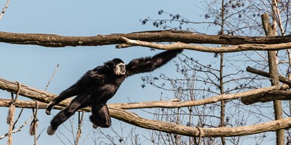 Ausflug mit Kindern - Löwenberger Land - Gibbon  - Der Dinosaurierpark - Ferienpark Germendorf