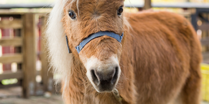 Ausflug mit Kindern - Ausflugsziel ist: ein Bauernhof - Lucky Horse Ranch Mönchsheim