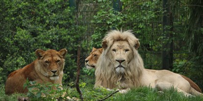 Ausflug mit Kindern - Eberswalde - Afrikanische Löwen - Zoo Eberswalde