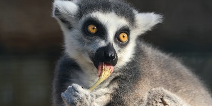 Ausflug mit Kindern - Eberswalde - Lemur Katta - Zoo Eberswalde