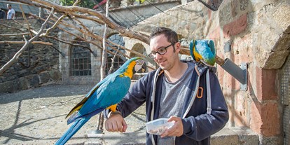 Ausflug mit Kindern - Taunus - Besucher der Vogelburg können direkten Kontakt zu den Papageien in den großen Freiflugvolieren haben. - Vogelburg
