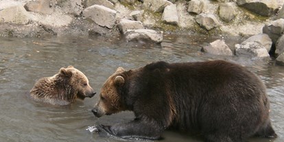 Ausflug mit Kindern - Nordhessen - Braunbärenpaar Balu und Onni - Naturzentrum Wildpark Knüll