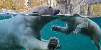 Ausflug mit Kindern - Rostock (Kreisfreie Stadt Rostock) - Die Eisbären  - Zoo Rostock