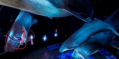 Ausflug mit Kindern - Ostsee - Die Ausstellung "1:1 Riesen der Meere" zeigt lebensechte Modelle einiger der größten Meeresbewohner - OZEANEUM Stralsund