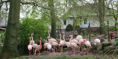 Ausflug mit Kindern - Anklam - Das bunte Gefieder der Flamingos ist bereits von Weitem zu sehen. - Tierpark Ueckermünde
