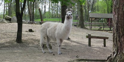 Ausflug mit Kindern - Anklam - Lama mit ordentlich viel Wolle
 - Tierpark Ueckermünde