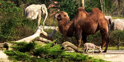 Ausflug mit Kindern - Hamburg-Umland - Tierpark Hagenbeck