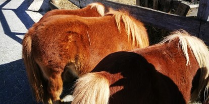 Ausflug mit Kindern - Ausflugsziel ist: ein Tierpark - Ponys auf der Straße beim Gut Aiderbichl  - Gut Aiderbichl Henndorf