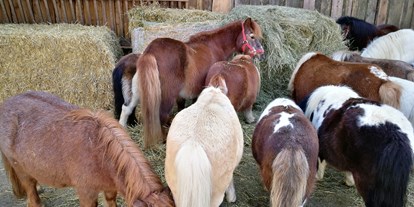 Ausflug mit Kindern - Ausflugsziel ist: ein Tierpark - Jede Menge Ponys  - Gut Aiderbichl Henndorf
