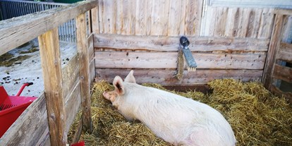 Ausflug mit Kindern - Ausflugsziel ist: ein Tierpark - Sehr großes Schwein genießt ein Nickerchen  - Gut Aiderbichl Henndorf