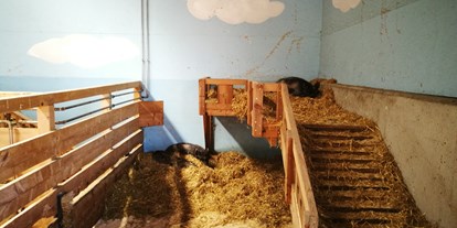 Ausflug mit Kindern - Ausflugsziel ist: ein Tierpark - Ein saugutes Leben haben die Schweine hier - Gut Aiderbichl Henndorf