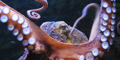 Ausflug mit Kindern - Nordrhein-Westfalen - Krake (Octopus vulgaris) im Aquazoo Löbbecke Museum - Aquazoo Löbbecke Museum