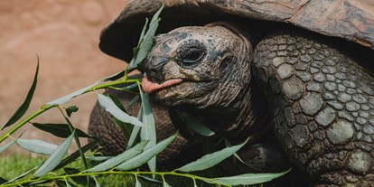 Ausflug mit Kindern - Essen - Seychellen-Riesenschildkröte - Tierpark + Fossilium Bochum