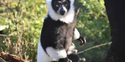 Ausflug mit Kindern - Varis leben auf Madagaskar, wo sie vom Aussterben bedroht sind. Sie gehören zur Familie der Lemuren, die es nur auf der Ostafrikanischen Insel gibt.  - Allwetterzoo Münster