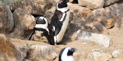 Ausflug mit Kindern - Nordrhein-Westfalen - Pinguine leiden unter dem Klimawandel, der Fischerei sowie der Meeresverschmutzung. Dies trifft in hohem Maß für den stark gefährdeten Brillenpinguin zu, dessen Zoobestand durch ein Zuchtprogramm gefördert wird und der deshalb in vielen Zoos zu sehen ist. - Allwetterzoo Münster