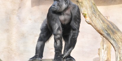Ausflug mit Kindern - Gorillas sind die größten Menschenaffen. Sie sind aber weniger klettergewandt als ihre Verwandten und bewegen sich vorwiegend auf dem Erdboden. Obwohl sie recht friedliche Vegetarier sind, werden sich noch immer illegal gejagt - und das, obwohl sie bereits vom Aussterben bedroht sind.  - Allwetterzoo Münster