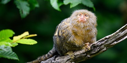Ausflug mit Kindern - Zwergseidenäffchen sind die kleinsten Affen der Welt. Sie leben in den dichten Urwäldern des   Amazonas-Regenwaldes in Brasiliens.  - Allwetterzoo Münster
