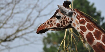 Ausflug mit Kindern - Giraffen haben einen sehr langen Hals, aber deswegen nicht mehr Halswirbel. Sie haben genau so viele wie zum Beispiel wir Menschen - also sieben Stück.  - Allwetterzoo Münster
