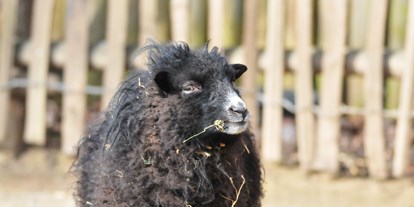 Ausflug mit Kindern - Das Ouessantschaft ist das kleinste europäische Schaf. Da es für die Landwirtschaft nicht spannend ist, gehört es mittlerweile zu den Arche-Tieren. Das sind alte Haustierrassen, die vor dem Aussterben gerettet worden sind.  - Allwetterzoo Münster