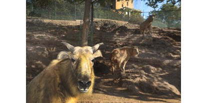 Ausflug mit Kindern - Sachsen-Anhalt - Der Zoo beherbergt viele seltene Bergtierarten, wie z.B. die Goldtakine, die nur im chinesischen  Qinling-Gebirge vorkommen - Zoologischer Garten Halle (Bergzoo)