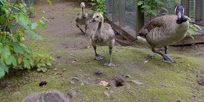 Ausflug mit Kindern - TOP Ausflugsziel 2023 - Immer viel Nachwuchs im Tierpark zu begucken, die Tiere fühlen sich halt wohl.  - Tierpark Petermoor