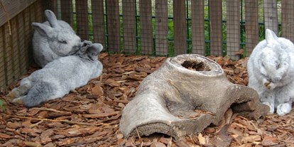 Ausflug mit Kindern - Ausflugsziel ist: ein Tierpark - Silberkaninchen  - Tierpark Petermoor