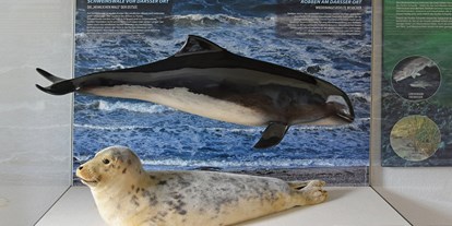 Ausflug mit Kindern - Vorpommersche Boddenlandschaft - Eine der Vitrinen zeigt Meeressäuger, die auch in der Ostsee vorkommen - NATUREUM Darßer Ort