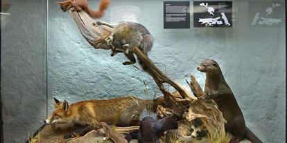 Ausflug mit Kindern - Ribnitz-Damgarten - Zur Ausstellung gehört auch eine Vitrine mit Säugetieren, die im Darßwald beobachtet werden können - NATUREUM Darßer Ort