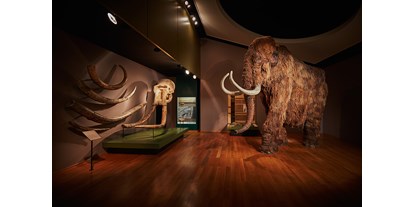 Ausflug mit Kindern - Rhein - Dauerausstellung Mammut & Säbelzahntiger - Naturhistorisches Museum Basel