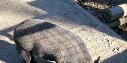 Ausflug mit Kindern - Vandans - Die Wildschweine können wie viele andere Tiere auch gefüttert werden - Wildpark Feldkirch