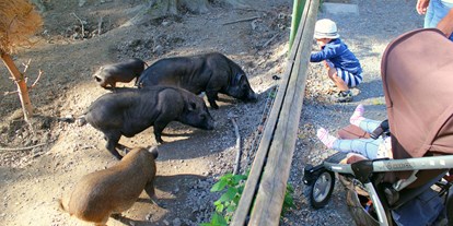 Ausflug mit Kindern - Ausflugsziel ist: ein Tierpark - Auch die Minischweine freuen sich über Futter - Wildpark Feldkirch