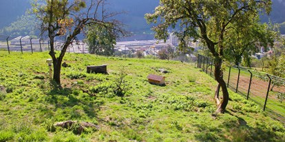 Ausflug mit Kindern - Lauterach (Lauterach) - Das Fuchsgehege ist zwar oft leer, doch im Fuchshaus gibt es eine Kamera die den Blick in den Bau des Fuchses erlaubt - Wildpark Feldkirch