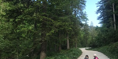 Ausflug mit Kindern - Bad Ischl - Geisterwald Russbach | Dachstein West