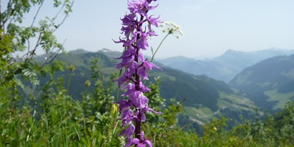 Ausflug mit Kindern - Vorarlberg - Blumen-Wanderlehrpfad 