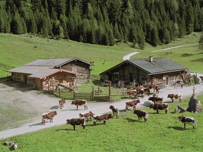 Ausflug mit Kindern - TOP Ausflugsziel 2023 - Unsere gutmütigen Pinzgauer Kühe prägen
die Alm. Am Nachmittag können die Kinder beim Melken zuschauen und die Milch verkosten. - Palfner Alm Rauris