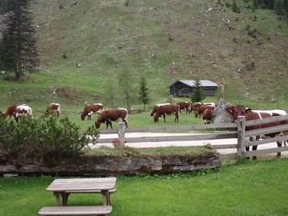 Ausflug mit Kindern - Themenschwerpunkt: Tiere - Unsere schönen Pinzgauer Kühe fressen nur frisches 
Gras - Palfner Alm Rauris