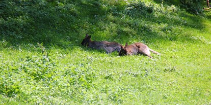 Ausflug mit Kindern - Bodensee-Vorarlberg - Doppelmayr Zoo