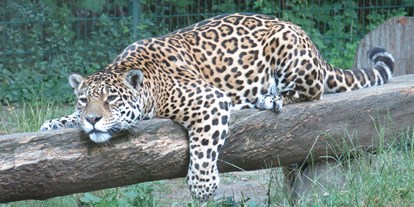 Ausflug mit Kindern - Ausflugsziel ist: ein sehenswerter Ort - Jaguar - Tierpark Dessau – Lehrpark für Tier- und Pflanzenkunde