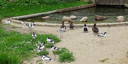 Ausflug mit Kindern - Flusslandschaft Elbe - Begehbare Nordstrandvoliere - Tierpark Dessau – Lehrpark für Tier- und Pflanzenkunde