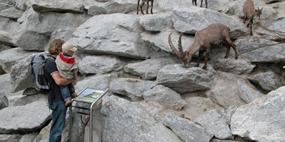 Ausflug mit Kindern - Fulpmes - Das Steinbockgehege befindet sich am höchsten Punkt im Alpenzoo und ist begehbar. - Alpenzoo Innsbruck-Tirol, der höchstgelegene Zoo Europas (750 m)