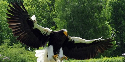 Ausflug mit Kindern - Ausflugsziel ist: ein Tierpark - NÖ Falknerei- und Greifvogelzentrum Waldreichs
