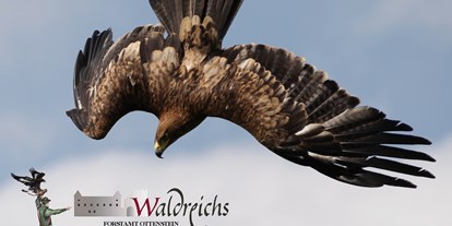 Ausflug mit Kindern - Niederösterreich - Adler beim Freiflug in der Greifvogelschau - NÖ Falknerei- und Greifvogelzentrum Waldreichs