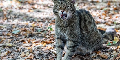 Ausflug mit Kindern - Retz - Eine kleine Sensation ist die Rückkehr der extrem scheuen Wildkatze, die 2007 erstmals seit über 30 Jahren im Nationalpark für Österreich wieder nachgewiesen werden konnte. - Nationalpark Thayatal