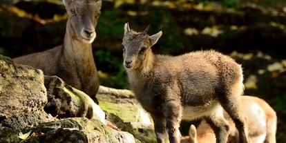 Ausflug mit Kindern - Ausflugsziel ist: ein Tierpark - Steinböcke - Zoo Salzburg Hellbrunn