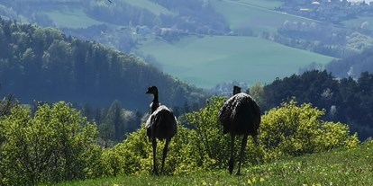 Ausflug mit Kindern - Wiener Alpen - Emus - Archäologisches Freilichtmuseum, Aussichtsturm und das Turmcafé