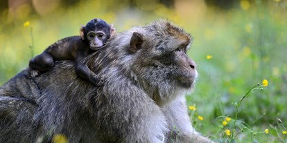 Ausflug mit Kindern - Ausflugsziel ist: ein Tierpark - Sei mitten unter den Berberaffen - Affenberg Salem
