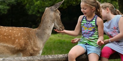 Ausflug mit Kindern - Ausflugsziel ist: ein Tierpark - Aufgeweckte Damwildherde - Affenberg Salem