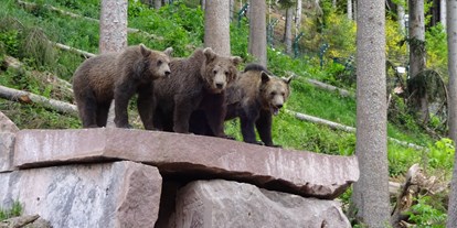 Ausflug mit Kindern - Ausflugsziel ist: ein Tierpark - Alternativer Wolf- und Bärenpark