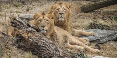 Ausflug mit Kindern - Baden-Württemberg - Das Brüderpaar Kajal und Shapur gehört zu den extrem seltenen Asiatischen Löwen, von denen es nur noch rund 400 auf der Welt gibt. - Wilhelma - Zoologisch-Botanischer Garten Stuttgart
